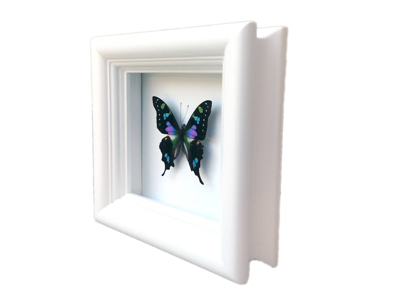 Real Butterfly Taxidermy Framed Butterfly Graphium Weiskei Butterfly Framed Art Butterfly Decor Insect Taxidermy Art Framed Bugs image 2