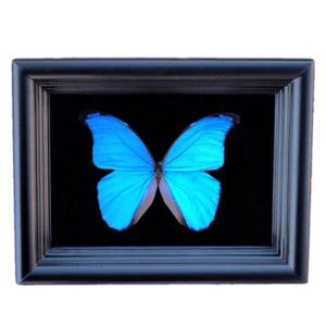 Puede incluir: Una exhibición enmarcada con una mariposa azul brillante sobre un fondo negro. Las alas de la mariposa son de un tono turquesa llamativo, y el marco es de forma rectangular oscura. La exhibición está sobre un fondo blanco.