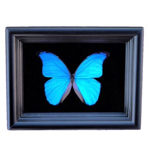 Ingelijste echte vlinder Blauwe Morpho vlindertaxidermie Vlinderkunst Ingelijste vlinders Vlinderkunstdisplay Vlinder In Kader afbeelding 1