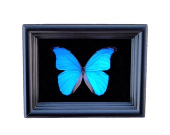 Blue Morpho Butterfly Taxidermy- Real Butterfly Decor, Framed Butterfly, Oddities Wall Art, Butterfly Gift, Nature Gift