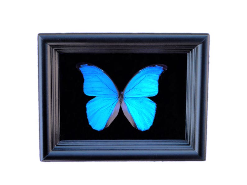 Ingelijste echte vlinder Blauwe Morpho vlindertaxidermie Vlinderkunst Ingelijste vlinders Vlinderkunstdisplay Vlinder In Kader afbeelding 1