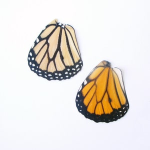 Real Monarch Butterfly Wings for Crafting Monarch Butterlfy Wings image 2