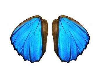 Real Morpho Didius Butterfly Wings for Crafting and Art Projects | Blue Butterfly Wings | Dried Butterflies | Butterly Wing Jewelry Supplies