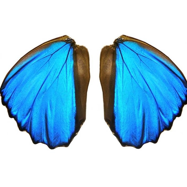 Real Morpho Didius Butterfly Wings for Crafting and Art Projects | Blue Butterfly Wings | Dried Butterflies | Butterly Wing Jewelry Supplies