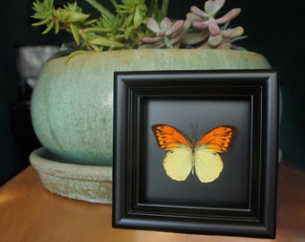 Framed Butterfly | Orange + Yellow Butterfly Shadowbox Display | Insect Taxidermy | Insect Art | Framed Butterflies | Butterfly Art Display
