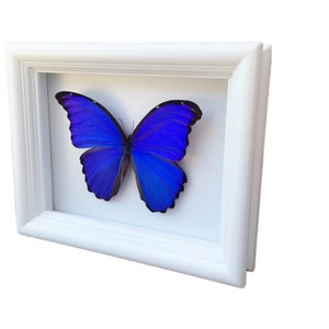 Framed Real Butterfly Blue Morpho Butterfly Taxidermy Butterfly Art Framed Butterflies Butterfly Art Display Butterfly In Frame image 5