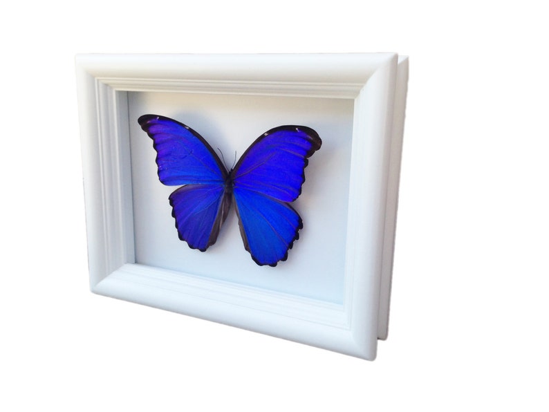 Ingelijste echte vlinder Blauwe Morpho vlindertaxidermie Vlinderkunst Ingelijste vlinders Vlinderkunstdisplay Vlinder In Kader afbeelding 5