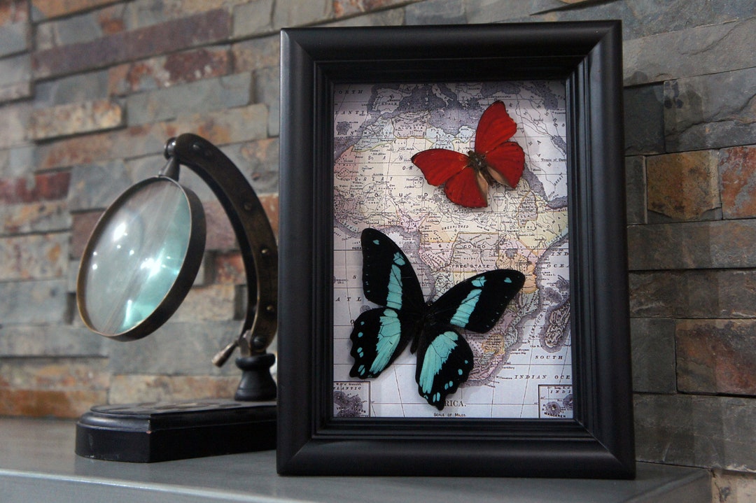 Framed Real Butterflies on Map Shadowbox | Bromius and Sangaris ...