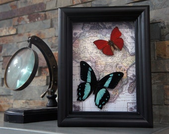 May include: A framed display featuring two butterflies mounted on a vintage map of Africa. The butterflies are a red and black butterfly and a blue and black butterfly.