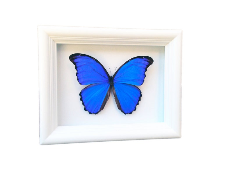 Framed Real Butterfly Blue Morpho Butterfly Taxidermy Butterfly Art Framed Butterflies Butterfly Art Display Butterfly In Frame image 4