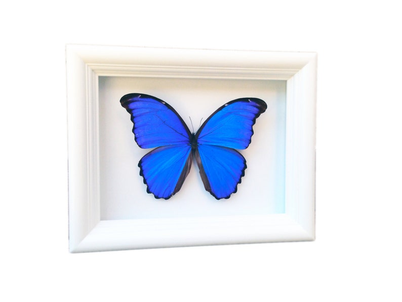 Ingelijste echte vlinder Blauwe Morpho vlindertaxidermie Vlinderkunst Ingelijste vlinders Vlinderkunstdisplay Vlinder In Kader afbeelding 4