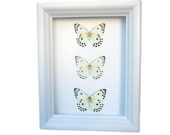 Real Butterfly Taxidermy | Framed Butterflies | Belanois Calypso Butterfly | Butterfly Framed Art Decor | Insect Taxidermy Art | Framed Bugs