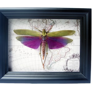 Framed Purple Grasshopper Art: Real Insect Display on Vintage Map