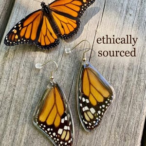 Boucles d'oreilles en véritables ailes de papillon monarque, bijoux d'entomologie issus d'une production éthique, cadeau inspiré par la nature