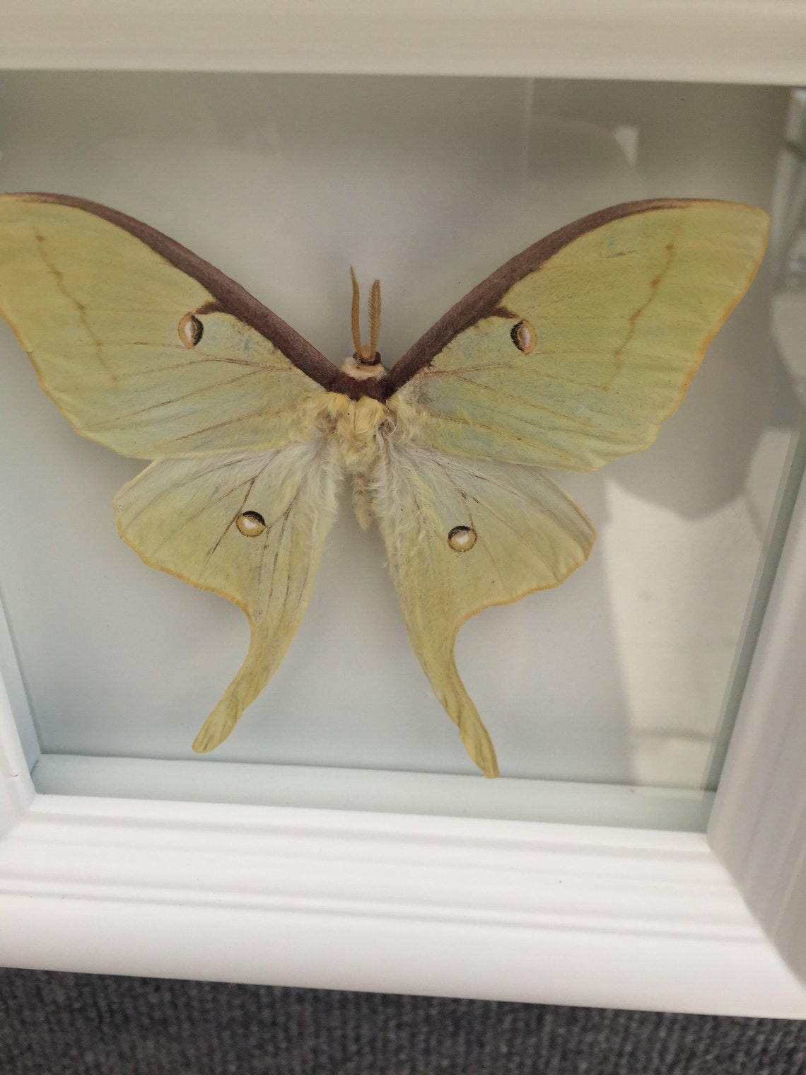 Real Luna Moth Taxidermy Butterfly Moth Framed Art | Etsy