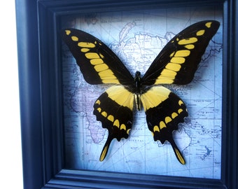 May include: A framed butterfly with black and yellow wings, displayed against a vintage map. The butterfly is set within a dark blue frame, creating a striking contrast. The map background adds a touch of classic style to the artwork.