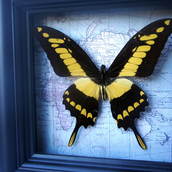 Real Butterfly on Map - African Yellow Tiger Swallowtail - Insects, Map Decor, Office, Natural, Unique, Gift, Special Occasion