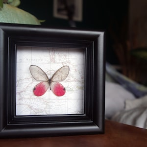 Può includere: Un esemplare di farfalla incorniciato con ali rosa e uno sfondo di mappa vintage. La mappa mostra parte di "de Mexique".