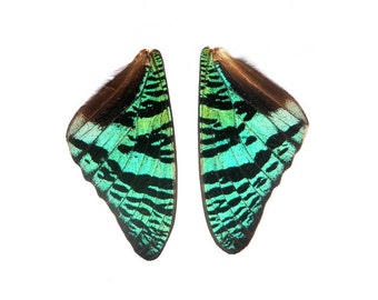 5 pairs of real Sunset Moth irridescent green wings  - for crafting and art projects