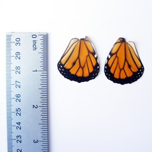 Real Monarch Butterfly Wings for Crafting Monarch Butterlfy Wings image 3