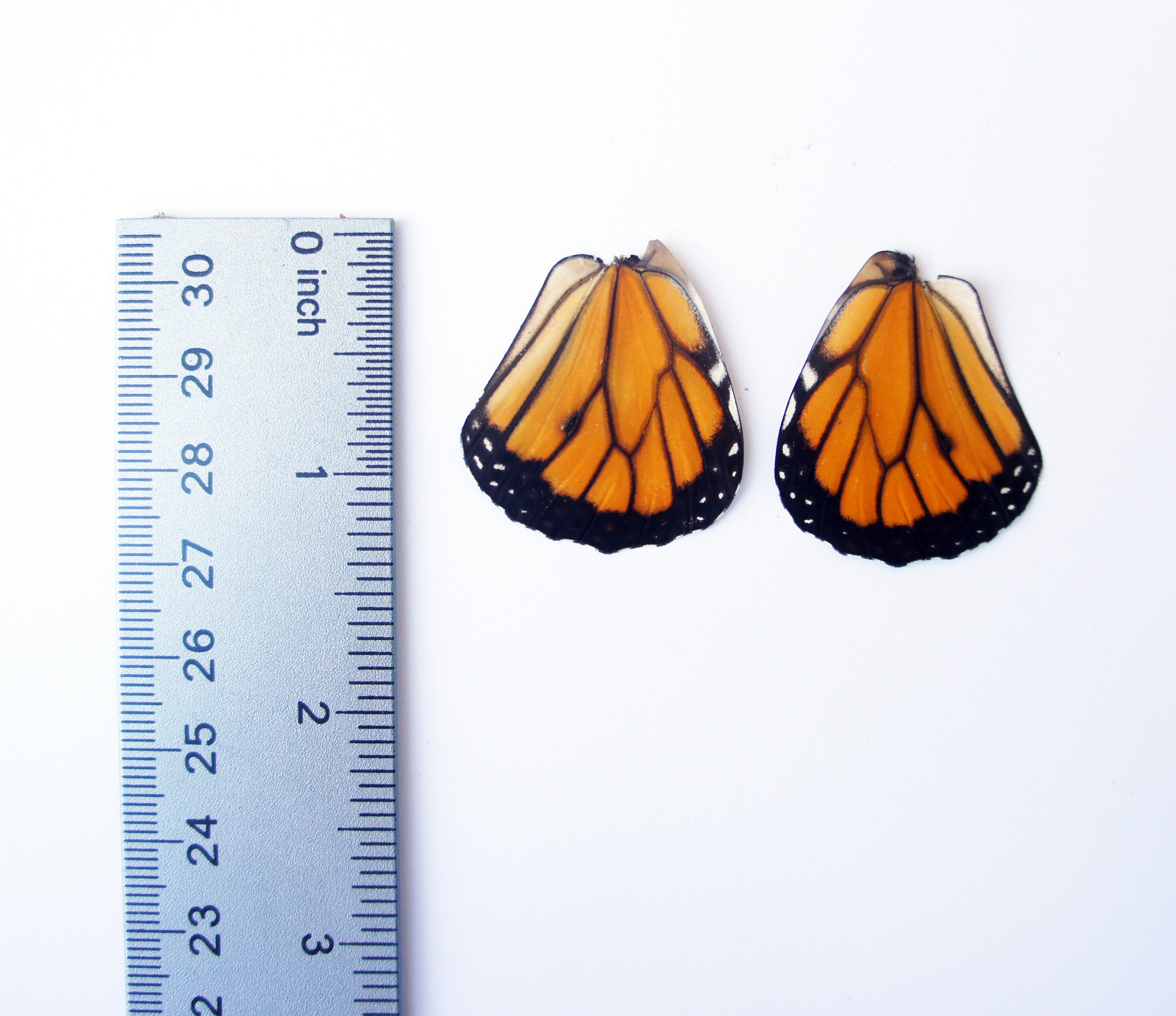 Real Monarch Butterfly Wings for Crafting - Monarch Butterlfy Wings