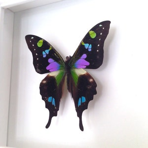 Real Butterfly Taxidermy Framed Butterfly Graphium Weiskei Butterfly Framed Art Butterfly Decor Insect Taxidermy Art Framed Bugs image 1