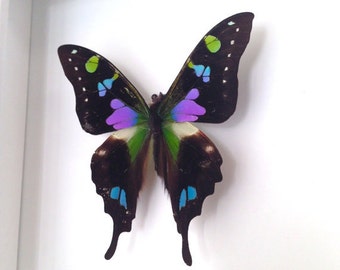 Real Butterfly Taxidermy - Butterfly Framed Art, Butterfly Decor, Graphium Weiskei Butterfly, Insect Taxidermy, Taxidermy Art, Bugs