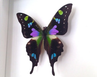 Real Butterfly Taxidermy | Framed Butterfly | Graphium Weiskei Butterfly Framed Art | Butterfly Decor| Insect Taxidermy Art | Framed Bugs