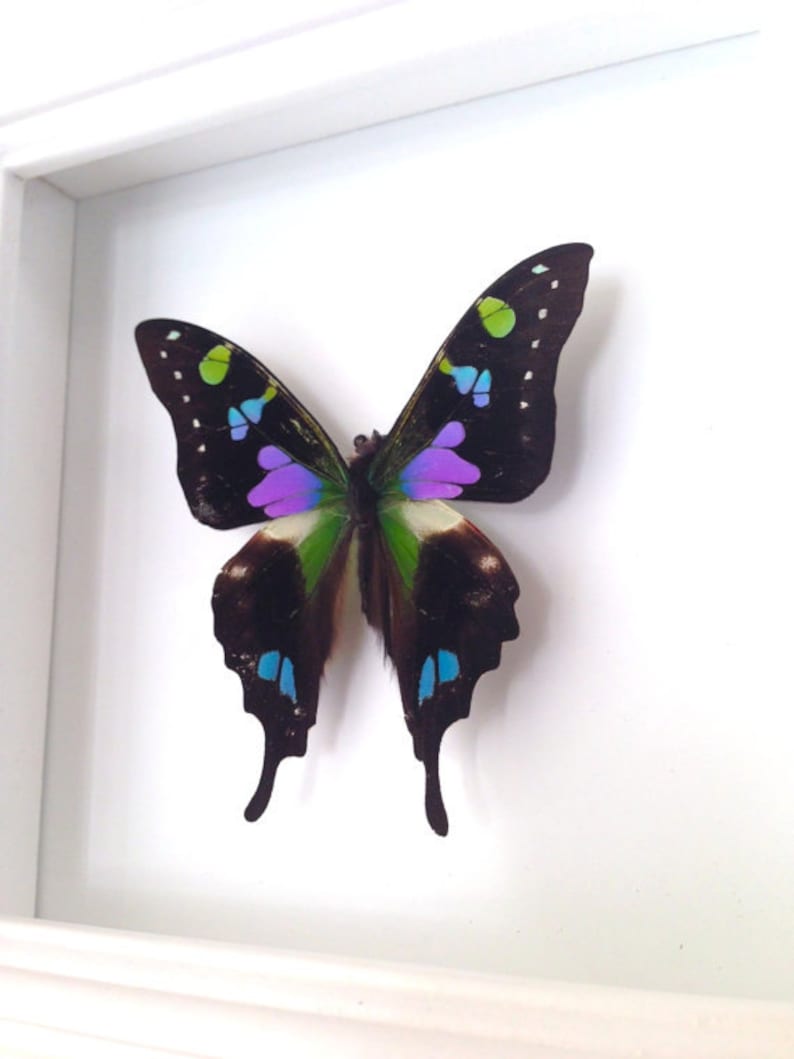 Real Butterfly Taxidermy Framed Butterfly Graphium Weiskei Butterfly Framed Art Butterfly Decor Insect Taxidermy Art Framed Bugs image 1