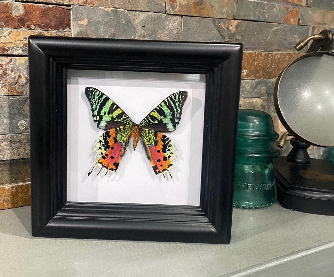 蝶の道 Butterflies Circle of Butterflies - Butterfly Nouveau Black/ Multi - Jackie