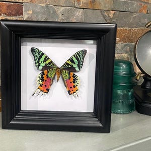 May include: A framed butterfly specimen with green, black, red, and white wings. The butterfly is mounted on a white background and framed in a black frame.