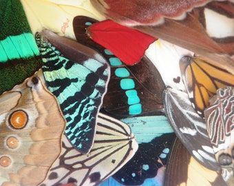 FARM RAISED - Real Butterfly Wings For Art And Jewelry Projects - Real Butterfly Wings - Cruelty Free - Taxidermy