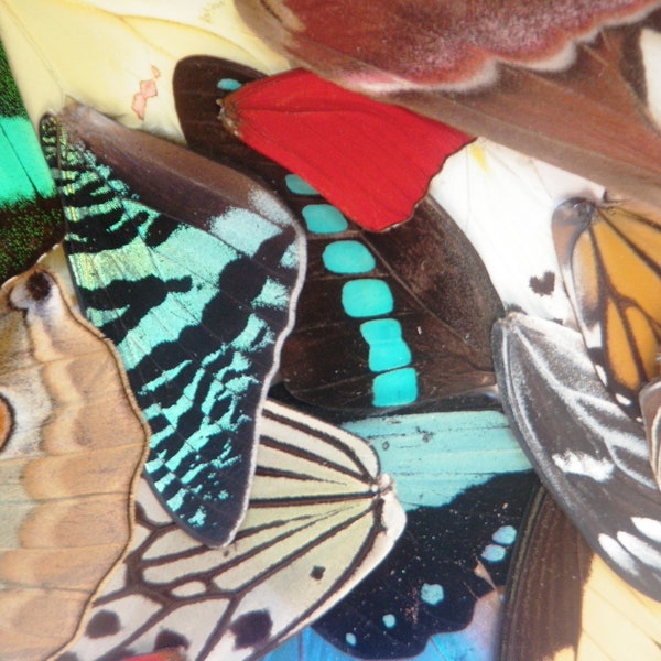 FARM RAISED - Real Butterfly Wings For Art And Jewelry Projects - Real Butterfly Wings - Cruelty Free - Taxidermy