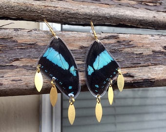 Real Butterfly Wing Earrings: Gold Charm Accents, Papilio Bromius Wings