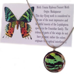 Real Butterfly Wing Necklace Green Sunset Moth Wing Pendant Necklace Stainless Steel Butterfly Wing Pendant Resin Sunset Moth Jewelry image 3