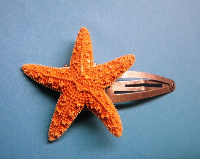 Real Starfish Hair Clip Etsy
