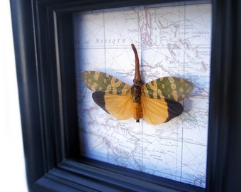Real Framed Lanternfly on a Map | Framed Yellow Lanternfly Map Art | Insect Taxidermy | Framed Bug | Taxidermy Art | Bug Collection