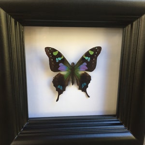 Real Butterfly Taxidermy Framed Butterfly Graphium Weiskei Butterfly Framed Art Butterfly Decor Insect Taxidermy Art Framed Bugs image 5