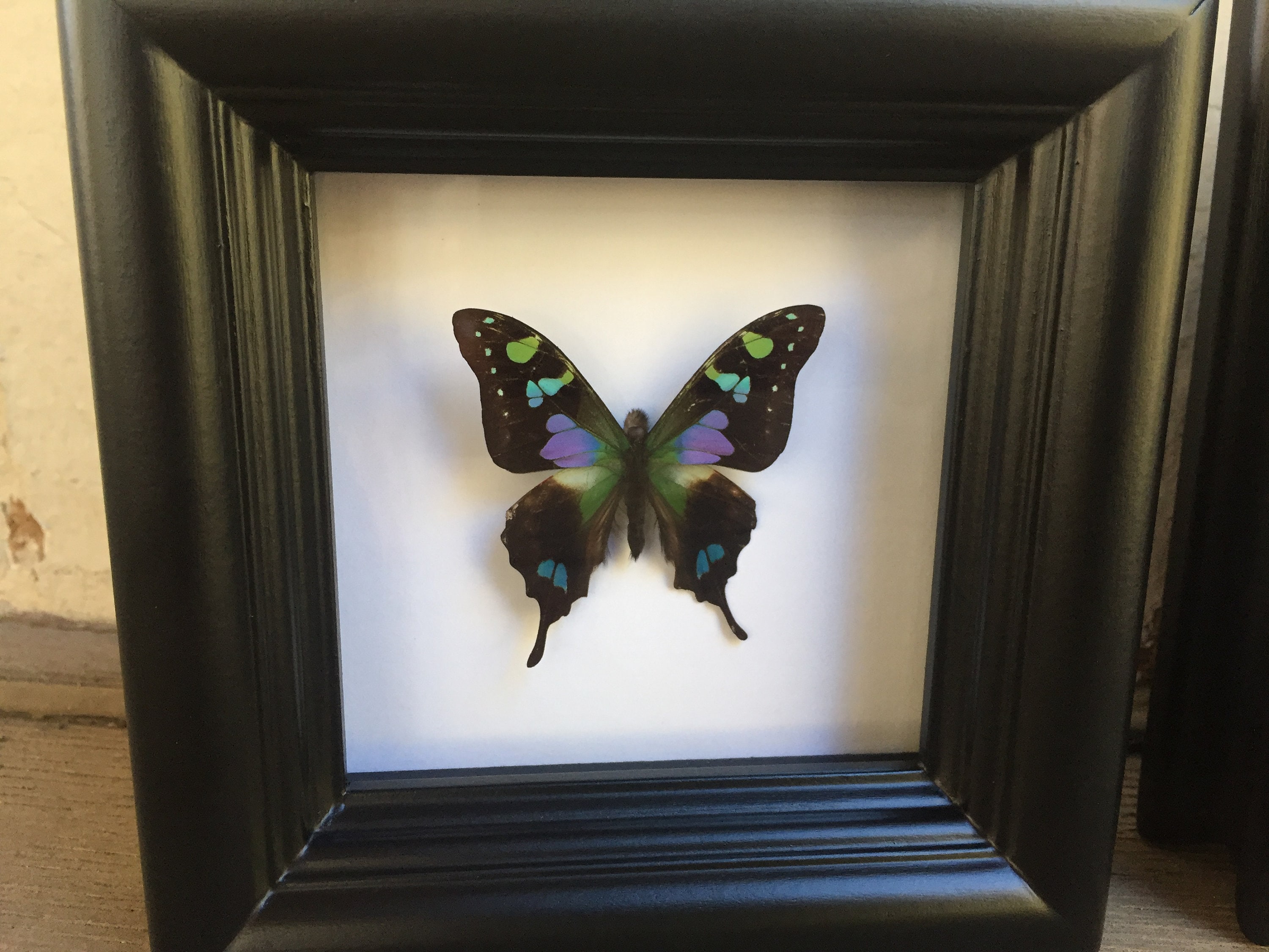 Real butterfly shadowbox frame Real Butterfly Butterfly Decor Framed Butterfly Graphium Sarpedon Butterfly Framed Art