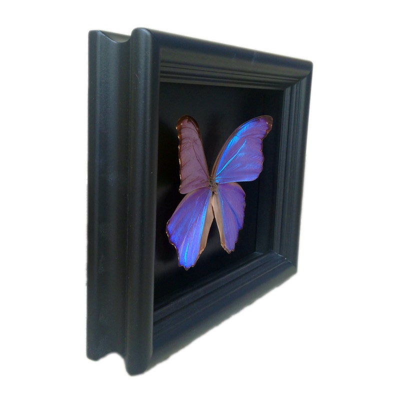 Ingelijste echte vlinder Blauwe Morpho vlindertaxidermie Vlinderkunst Ingelijste vlinders Vlinderkunstdisplay Vlinder In Kader afbeelding 3