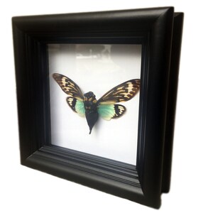 Framed Real Cicada Display in Shadowbox | Tosena Splendida | Insect Framed Art | Framed Real Insect Specimin | Oddities Decor | Nature Gift