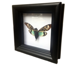 Framed Real Cicada Display in Shadowbox | Tosena Splendida | Insect Framed Art | Framed Real Insect Specimin | Oddities Decor | Nature Gift