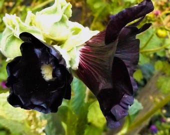 Black Hollyhock Seeds – 20 Organic Heirloom Alcea, Cottage Garden Flowers, Pollinator Friendly