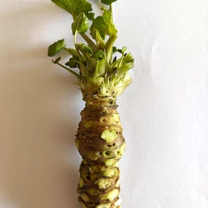 Peut inclure: Un rhizome de wasabi frais avec une surface texturée noueuse, brun clair et vert pâle. La racine présente un bouquet de feuilles vert vif en forme de cœur s'étendant depuis le sommet, mettant en valeur une croissance organique naturelle.