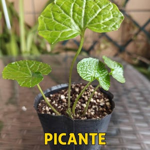 May include: A small potted plant with large, round, green leaves. The plant is in a black plastic pot with soil. The text "PICANTE WASABI & PEPPER CO" is displayed in yellow at the bottom of the image. The background is blurred.