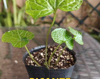 one plant Aquarium Co-Op Easy Green