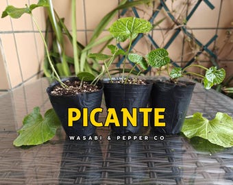 3 plantas de wasabi — Auténticas plantas japonesas de Wasabia Japonica