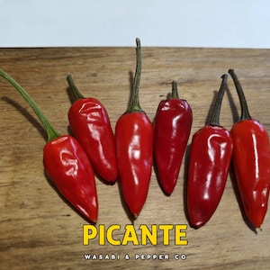 Malagueta pepparfrön – brasilianska Peri-Peri, Capsicum Frutescens