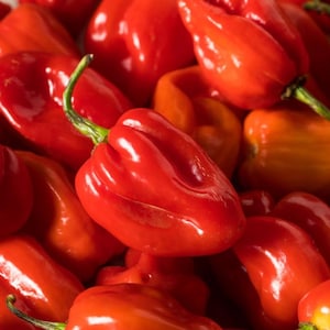May include: A close-up shot of a pile of vibrant red habanero peppers, with a few orange ones mixed in. The peppers have a glossy sheen and green stems, showcasing their fresh, ripe condition. The image highlights the peppers' distinctive shape and texture.