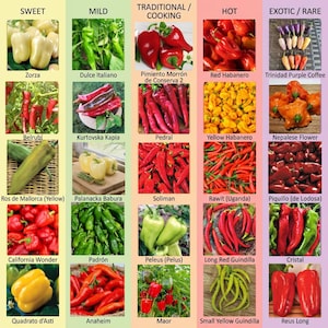 Può includere: Un grafico colorato che mostra vari tipi di peperoni, classificati per dolcezza, mitezza, cucina tradizionale, piccantezza e varietà esotiche/rare. L'immagine mostra peperoni come Zorza, Red Habanero e Trinidad Purple Coffee.